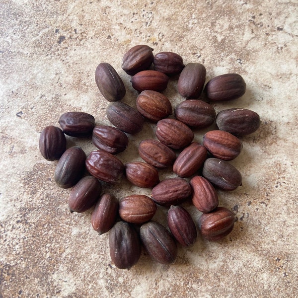 Jojoba Seeds (Simmondsia Chinensis)