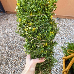 Fresh 1lb Creosote Bundle, handpicked fresh chaparral, pesticide free, Arizona desert rain, harvest and shipped same day, excellent quality