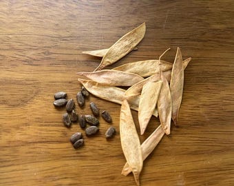May include: Close-up of a collection of seeds and seed pods on a wooden surface. The seeds are small, dark brown, and oval-shaped. The seed pods are long, slender, and light brown, with a papery texture. The background is a warm, wooden surface.