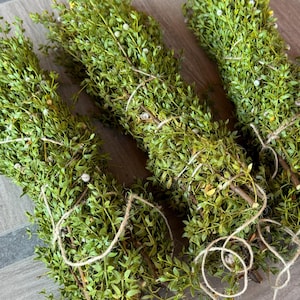 Fresh Creosote Bundle (Chaparral) – Handpicked Desert Rain Herb for Shower, Smudging, Cleansing, Arizona Desert Rain Shower Bundle