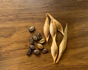 May include: Close-up of seeds and seed pods on a wooden surface. The seeds are oval-shaped with a dark brown color, while the seed pods are elongated and light brown. The arrangement suggests a natural, botanical theme.