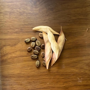 Blue Palo Verde Tree Seeds (Parkinsonia florida)