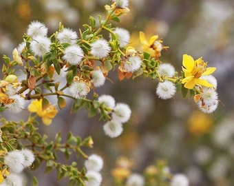 Creosote (Chaparral) Bush Seeds (Larrea Tridentanta) 10 Seeds