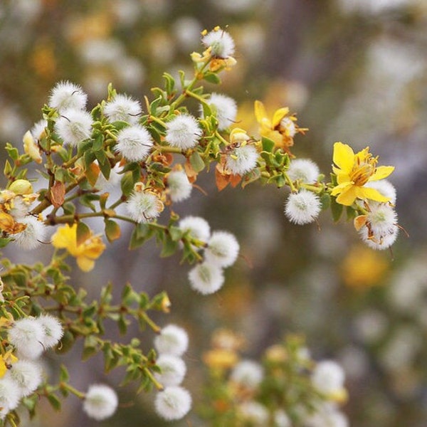 Creosote (Chaparral) Bush Seeds (Larrea Tridentanta) 10 Seeds