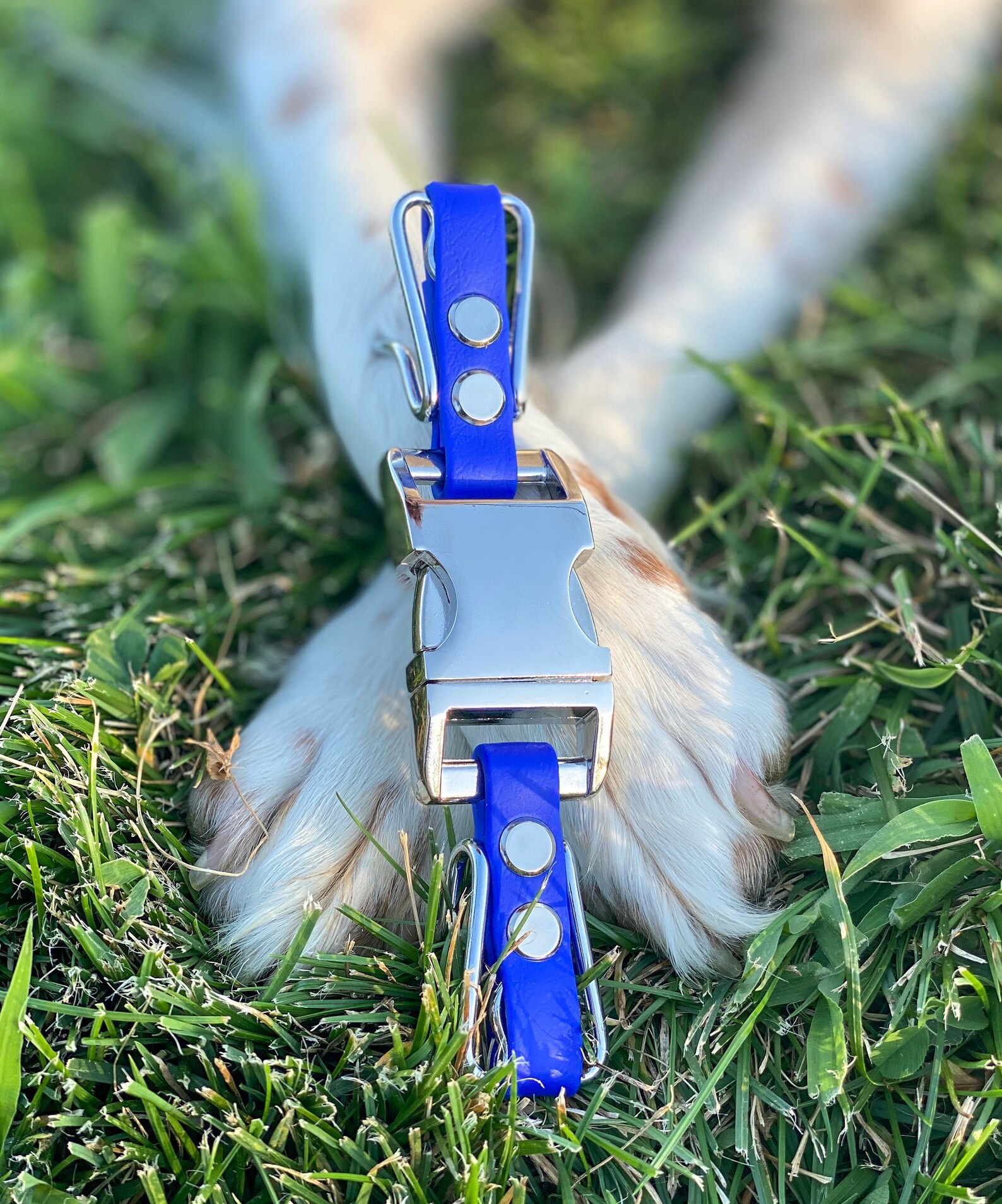 3.0mm Custom Prong Collar with Quick Release Buckle Etsy