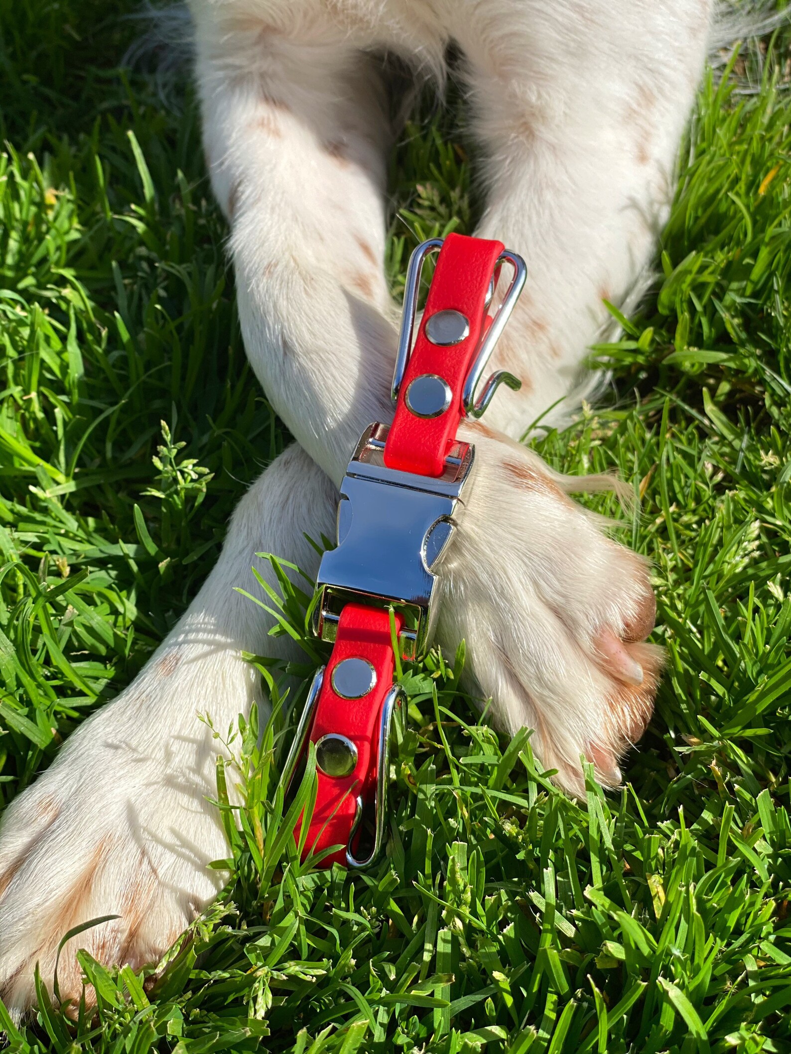 3.0mm Custom Prong Collar with Quick Release Buckle Etsy