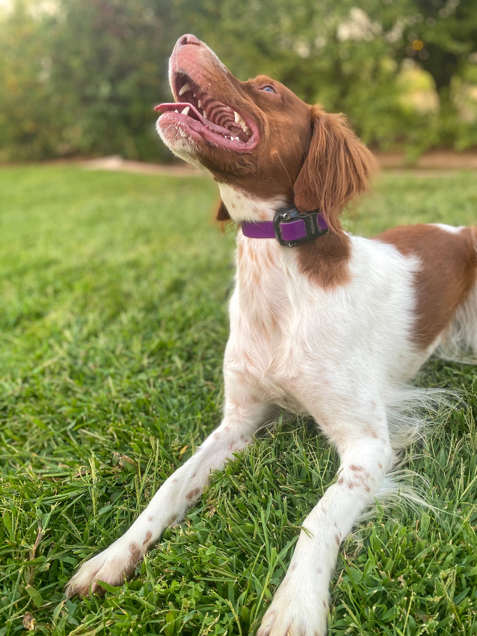 Ecollar Bungee Strap Etsy