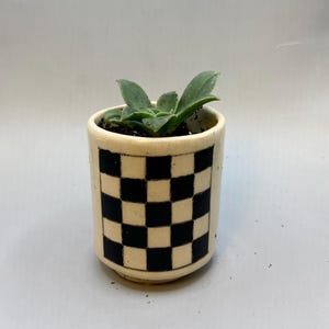 May include: A small ceramic planter with a black and white checkerboard pattern. The cylindrical pot contains soil and a small green succulent plant. The planter is a decorative item for indoor use.
