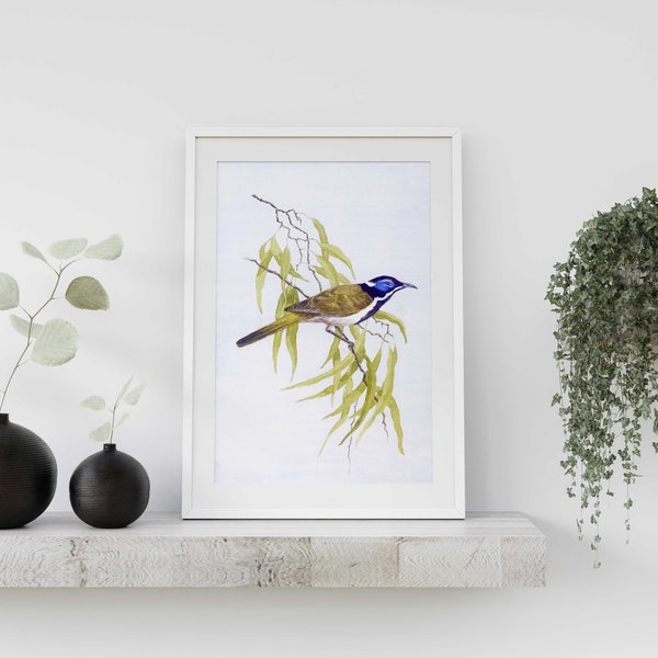 Digital Watercolour Blue faced Honeyeater Bird Painting|DIGITAL DOWNLOAD| Print Wall Art Living Room Wall Home Decor Watercolor| BOHO large