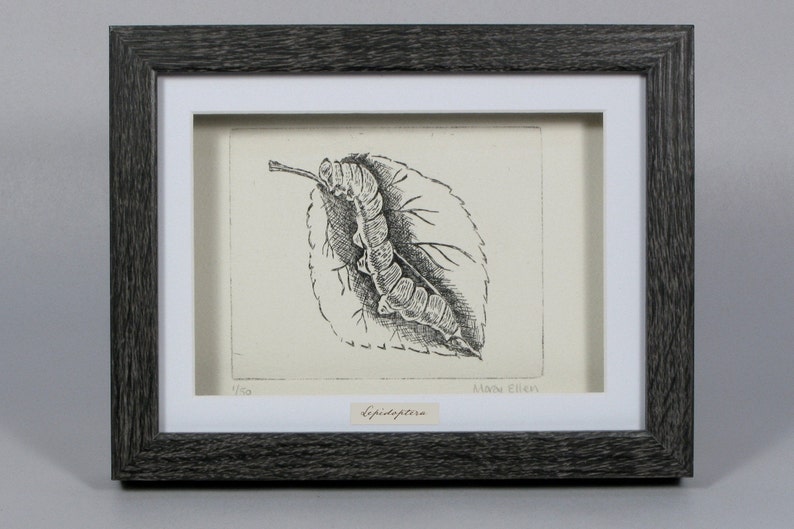 Limited Edition signed print Framed Caterpillar Etching