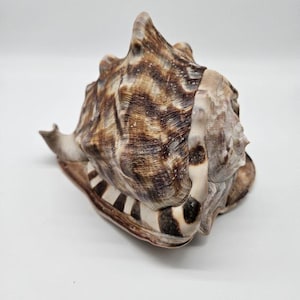 Op de afbeelding: Een grote, getextureerde zeeschelp met een complex patroon van bruine en beige vlekken. De schelp heeft een prominente, puntige top en een brede, uitlopende opening met duidelijke donkerbruine en witte gestreepte banden langs de buitenrand.