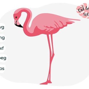 Flamingo svg, Svg for tumblers, flamingo clipart, flamingo png, flamingo cut file,  zoo svg, animal svg, beach svg