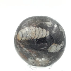 Fantastic Orthoceras sphere - beautiful fossils in granite
