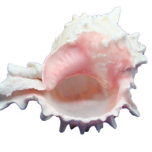 Roze Murex Schelp -Mooie Murex Ramosus roze