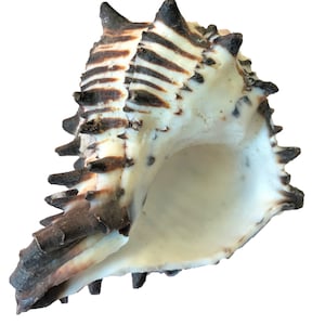Könnte beinhalten: Eine große, weiße Muschel mit braunen und schwarzen Markierungen. Die Muschel hat ein stacheliges, strukturiertes Äußeres und ein glattes, weißes Inneres.