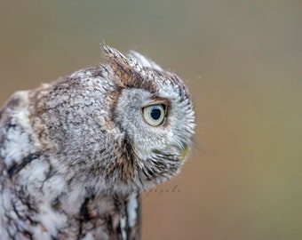 A closeup of a Easter screech Owl