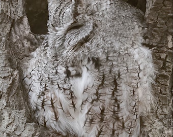 Eastern screech Owl
