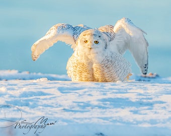 Round Snowy Owl Bag Charm