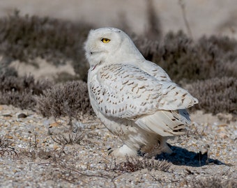 Snowy Owl