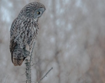 Great Grey Owl