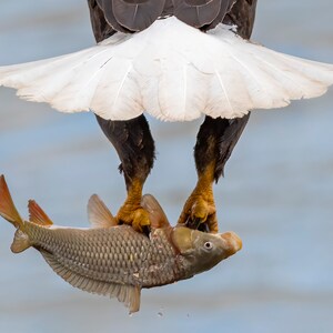 bald eagle and close up