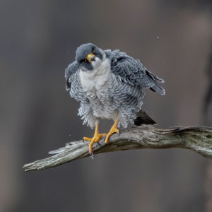Peregrine Falcon
