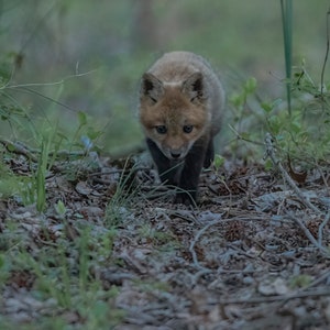 baby fox
