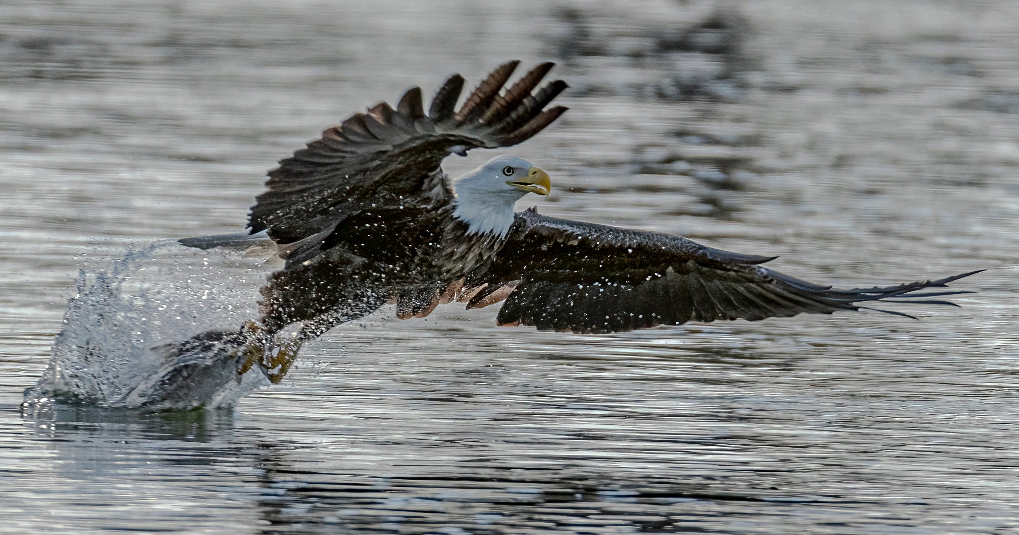 Bald Eagle Grabbing a Fish Etsy