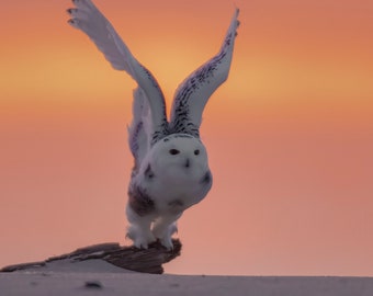 Snowy owl sunrise