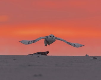 Snowy Owl