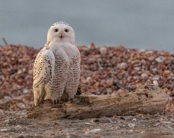 Snowy owl at sunrise