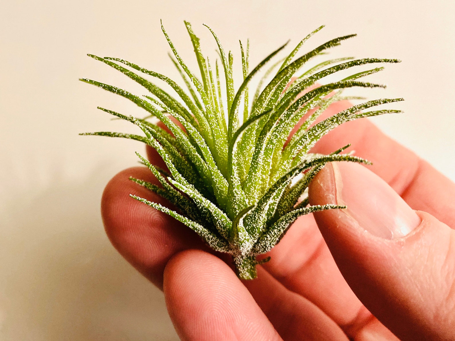 Laying Air Plant Buddy jackson. Air Plant Holder / Unique Etsy