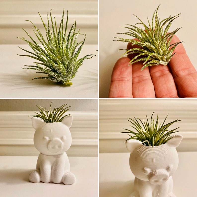 3 Air Plant Wall Holders. Fridge Air Plant Etsy