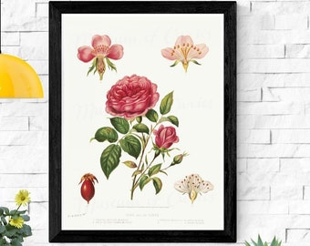 Rose Botanical Print: Vintage Flower Art (Digital Download)