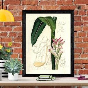 Digital, 1836, White Turmeric (curcuma zedoaria), Medical Botany, INSTANT DOWNLOAD, kitchen art