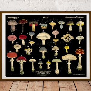 Digital, Pilze Botanische Karte, INSTANT DOWNLOAD, Lehrkarte, 30 Arten, druckbares Wohndekor