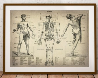 人体骨格解剖学 ヴィンテージ 1940 年代 高解像度デジタル画像 図 骨