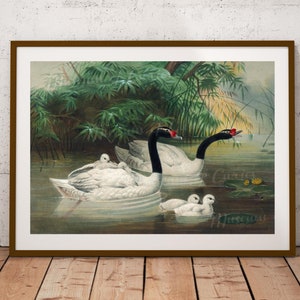 Digital, &#39;The Black-Necked Swan&#39;, 1861-1867, Joseph Wolf, German wildlife artist, INSTANT DOWNLOAD, Two Sizes