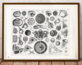Digital, 1850, Anatomy Of The Eye, Johann Georg Heck, Opthamology, INSTANT DOWNLOAD, Four Sizes