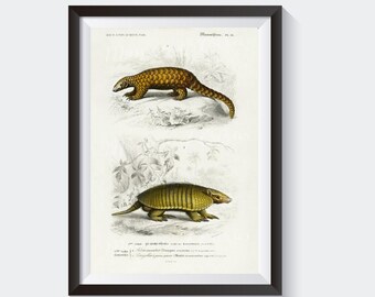 1861年 アルマジロ、センザンコウ アンティーク彫刻 オルビニー
