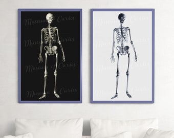 Digital, Two Human skeleton prints on black and X-Ray background, INSTANT DOWNLOAD, anatomy