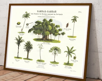 Digital, Vegetation Chart, 1868 - 1881, Pictures for Dutch Indian children, DOWNLOAD, Coconut Tree, Banana, Fan Banana, Tree Palm, Kapok