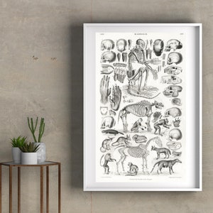 Könnte beinhalten: Eine vintage Schwarzweiß-anatomische Illustration von Säugetierskeletten. Die Illustration zeigt ein menschliches Skelett, ein Pferdeskelett, ein Affenskelett und ein Hundeskelett. Die Illustration ist mit "Mammalia" beschriftet.