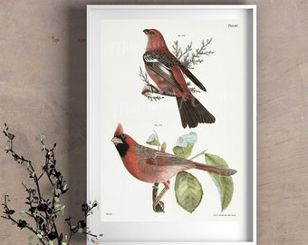 Pine Bulfinch & Cardinal Grosbeak Print: Vintage Bird Illustration (Digital Download)