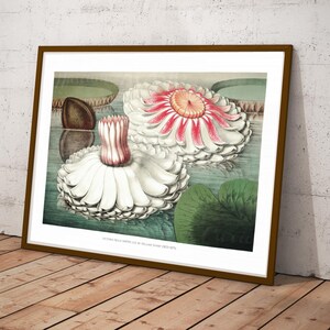 May include: A vintage botanical illustration of a white water lily with a pink center. The lily is surrounded by green lily pads and water. The illustration is titled "Victoria Regia Water Lily" by William Sharp, 1853-1875.