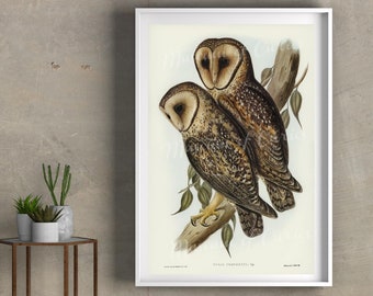 Digital, Masked Barn Owls, Elizabeth Gould, Australian Bird Print, INSTANT DOWNLOAD, Three Sizes, printable