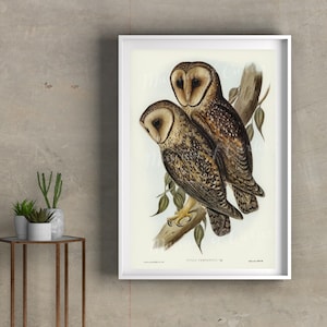 Digital, Masked Barn Owls, Elizabeth Gould, Australian Bird Print, INSTANT DOWNLOAD, Three Sizes, printable