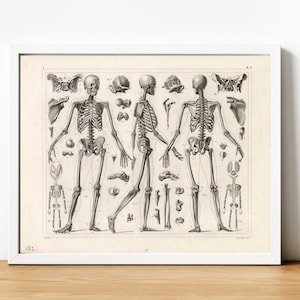 May include: A vintage anatomical illustration of three human skeletons, showing the front, back, and side views of the bones. The skeletons are surrounded by individual bones, including the skull, ribs, and pelvis.