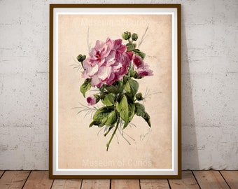 Digital, 1800s, Pink Camelia, watercolour, INSTANT DOWNLOAD, floral wall art