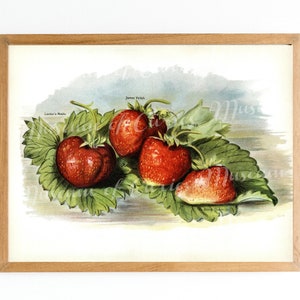 Digital, 1800s, Farmhouse Kitchen print, Strawberries, 19th century, vintage botanical illustration, INSTANT DOWNLOAD, printable strawberry